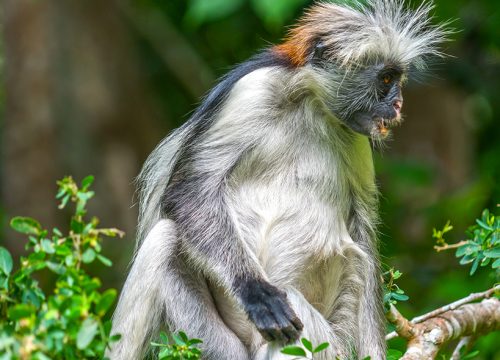 Jozani Forest Tour , The Home of Red Colobus Monkey