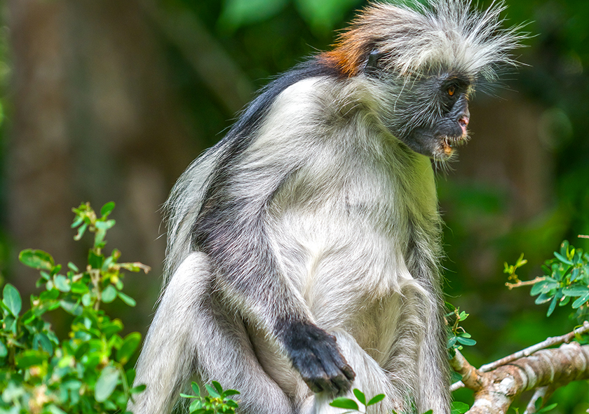 Jozani Forest Tour , The Home of Red Colobus Monkey