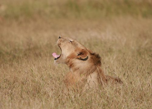 1Day Safari from Zanzibar to Mikumi National Park