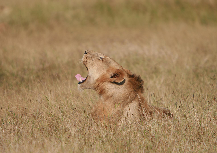 1Day Safari from Zanzibar to Mikumi National Park