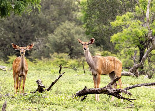 2 Days 1Night Safari From Zanzibar to Selous Game Reserve
