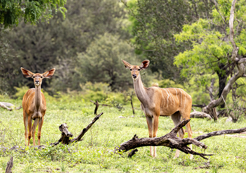 2 Days 1Night Safari From Zanzibar to Selous Game Reserve