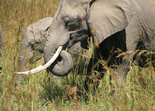 2 Days 1Night Safari from Zanzibar to Mikumi National Park