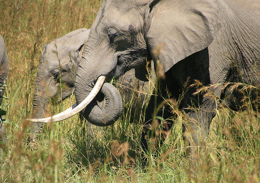 2 Days 1Night Safari from Zanzibar to Mikumi National Park