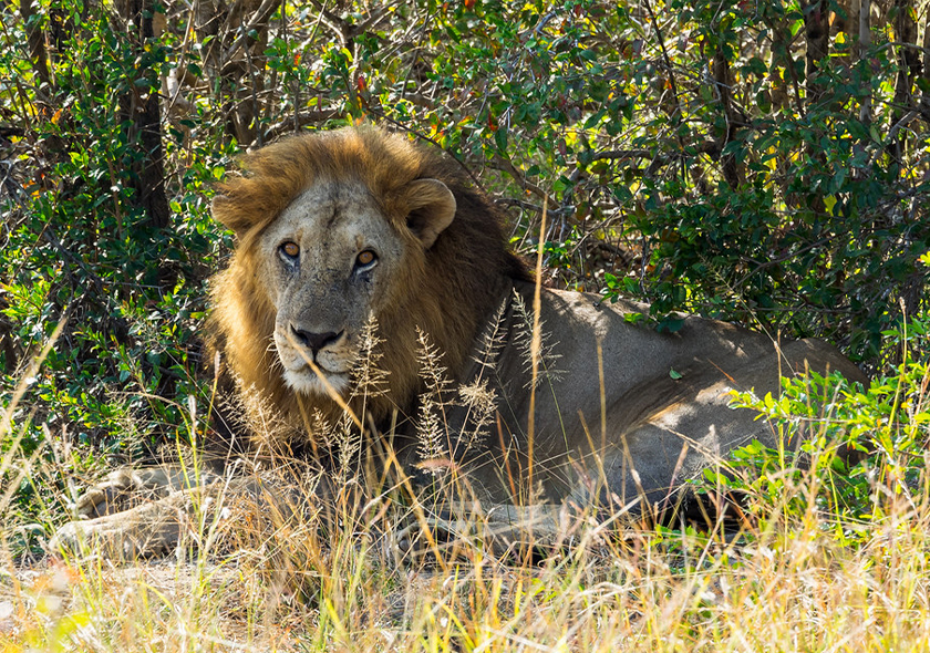 3 Days 2 Nights Safari From Zanzibar to Mikumi National Park.