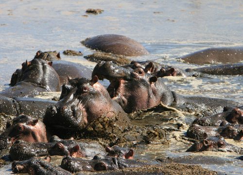 2-Day Safari from Z'Bar to Serengeti & Ngorongoro crater