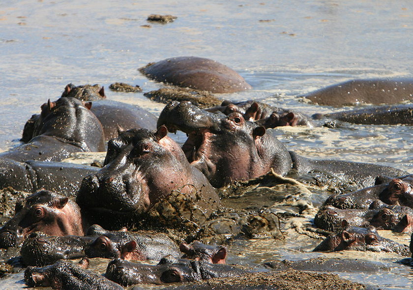 2-Day Safari from Z'Bar to Serengeti & Ngorongoro crater