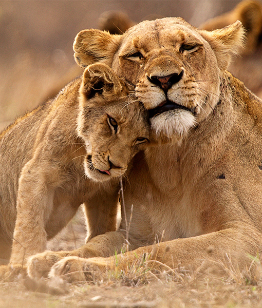 Safari Tanzania