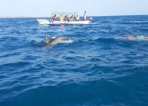 Dolphin Tours with Snorkeling and BBQ Lunch