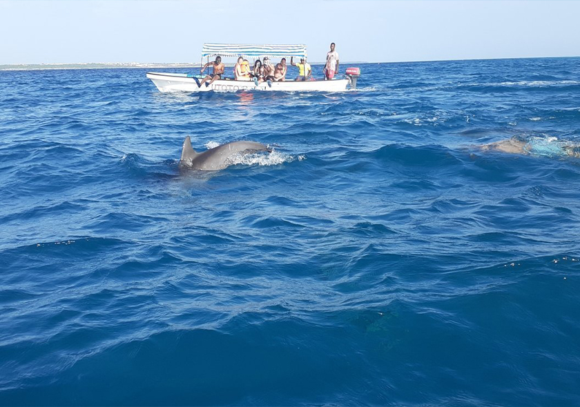 Dolphin Tours with Snorkeling and BBQ Lunch